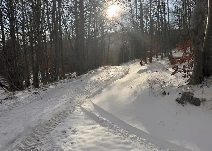 The Magic Forest - & Zone Platak