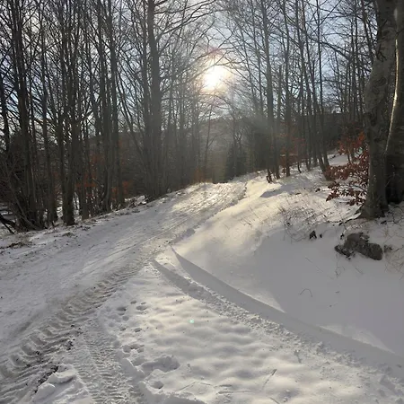 The Magic Forest - & Zone Platak